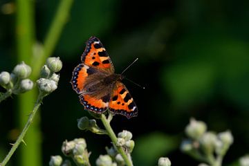 Kleine Vos vlinder van Henk Meima