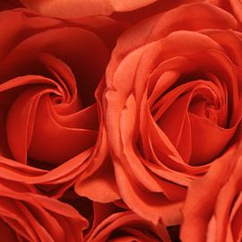 orange roses by Gerhard de Wit