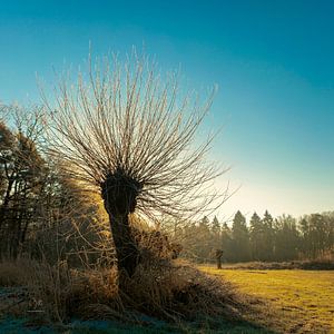 Stralende knotwilg von Dion de Bakker