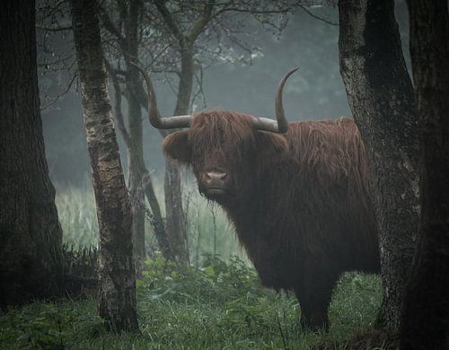 Scottish Highlander between the trees