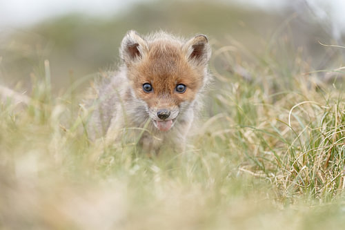 Young fox cub. by Menno Schaefer