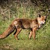 Vos in de Amsterdamse Waterleidingduinen sur Marie-Christine Alsemgeest-Zuiderent