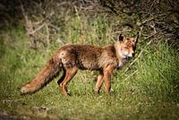 Vos in de Amsterdamse Waterleidingduinen