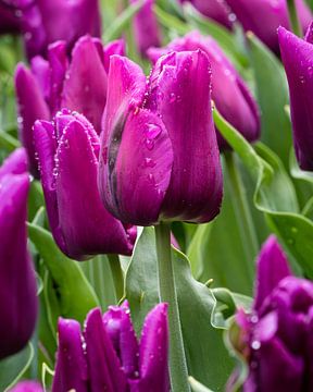 Champ de tulipes en violet