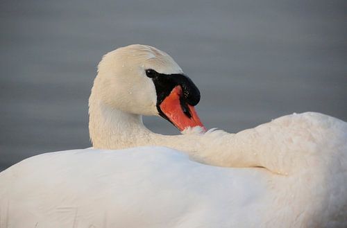 Mute swan