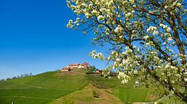 Staufenberg Castle in Durbach by Tanja Voigt