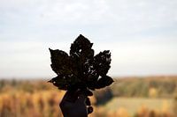 Herfstblad met bosrand op achtergrond