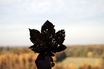 Herfstblad met bosrand op achtergrond