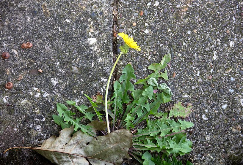 Die Natur entdecken in einem Waldgebiet im Emsland, Niedersachsen, Deutschland von Bianca Meyering Fotos - BMF