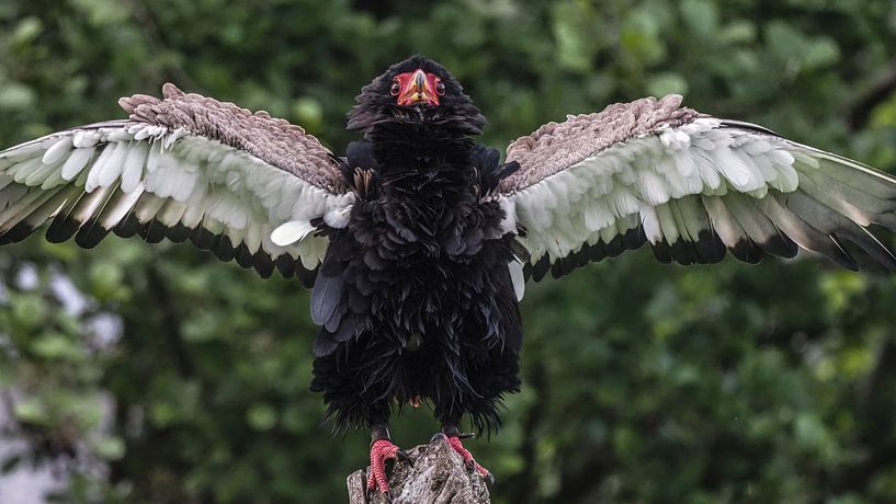 Bateleur by Loek Lobel
