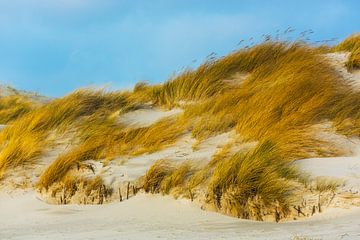 Dune d'Helgoland sur Daniela Beyer