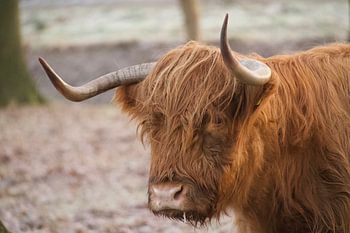 Highlander écossais dans la campagne de Groningue
