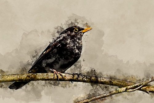 Male blackbird on a branch (art)