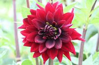Red Dahlia