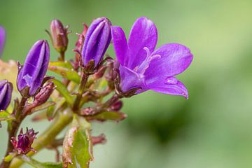 Campanule pourpre avec goutte d'eau sur Dafne Vos