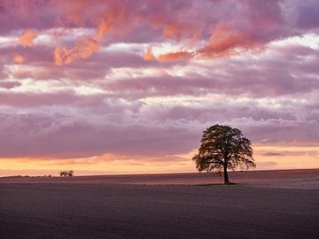 Evening mood over the fields by Max Schiefele