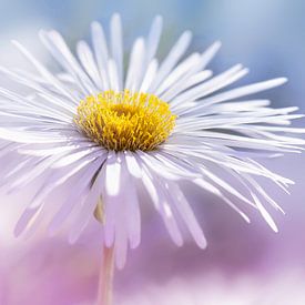 A close-up of an aster flower by Violetta Honkisz
