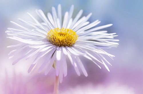 Aster-Blume im Makro-Fokus von Violetta Honkisz