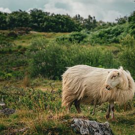 Langhaarige Schafe in freier Wildbahn im Snowdonia / Eryri National Park von Jeroen Berends