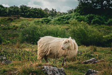 Langharig Schaap in de natuur in Snowdonia / Eryri National Park van Jeroen Berends