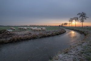 Schapen in de kou sur Moetwil en van Dijk - Fotografie