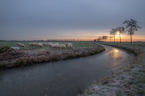 Schapen in de kou