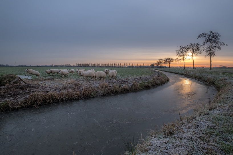 Schapen in de kou by Moetwil en van Dijk - Fotografie