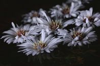 Herbstliche Astern-Blüten von Pim van der Horst Miniaturansicht