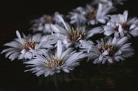 Flowers of Autumn Asters