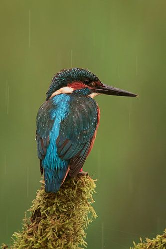 IJsvogel – achteraanzicht