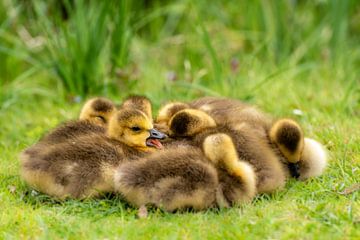 Canada Goose Sleeping Chicks by Dieter Walther