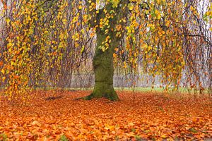 Trauerweide im Herbst mit orangefarbenen Blättern auf dem Boden
