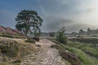 Sonnenaufgang im Wald bei Heidestein Estate
