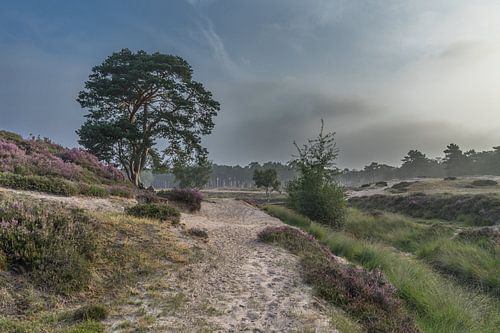 Sunrise in the woods near Heidestein Estate