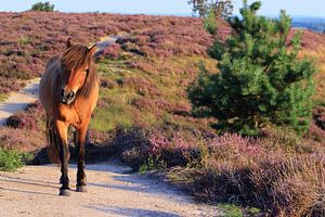 Paard op de bloeiende Posbank heide