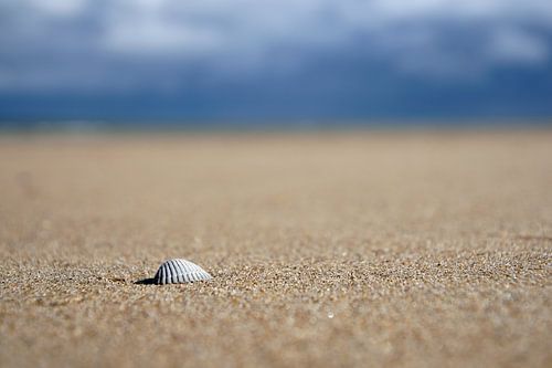Lonely shell on a sandy beach