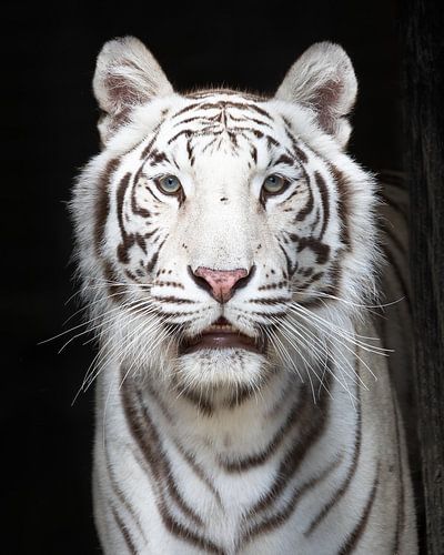 Porträt eines weißen Tigers mit schwarzem Hintergrund