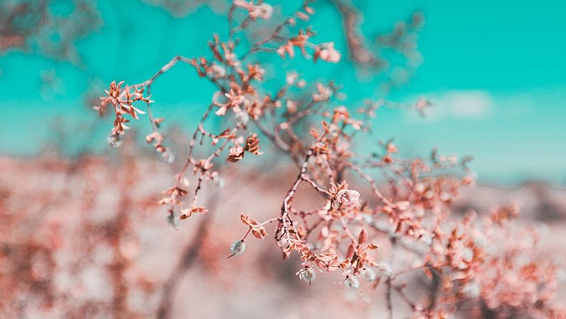 Die blühende kalifornische Wüste 10 von FotoDennis.com | Werk op de Muur