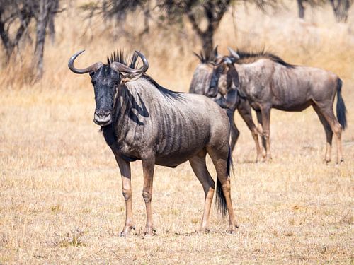 A Wildebeest on the Savannah in Africa