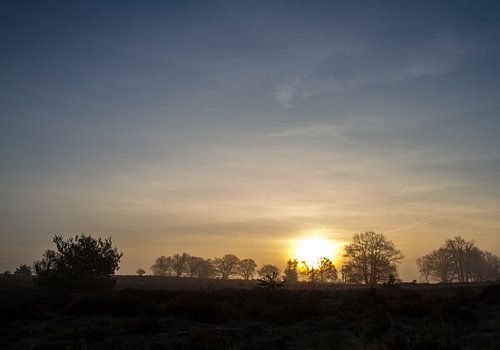 Kleurenspel op de heide