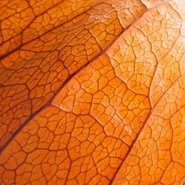 Nerven von Wim Lanphen