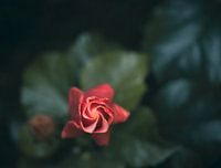 Budding Flower