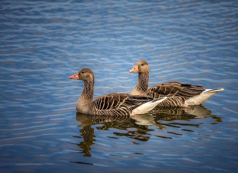 Greylag geese in the Altmühlsee by ManfredFotos