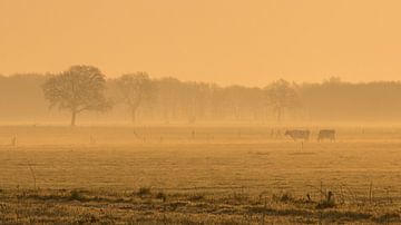 koeien in vroege ochtend van Martzen Fotografie