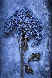 Dried hydrangea on zinc by Karel Ham