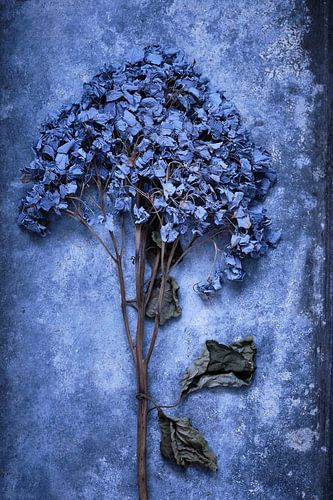 Dried hydrangea on zinc