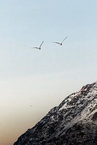 Vögel im Flug in Norwegen | Lofoten Sonnenuntergang von Dylan gaat naar buiten