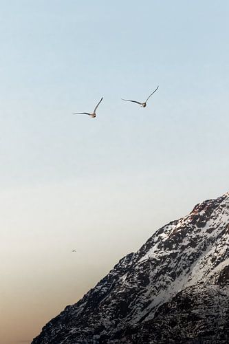 Vogels in vlucht in Noorwegen | Bergen in Lofoten zonsondergang