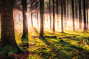 Herbstwald in der Abendsonne