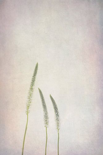 Drie op een rij | Veronica